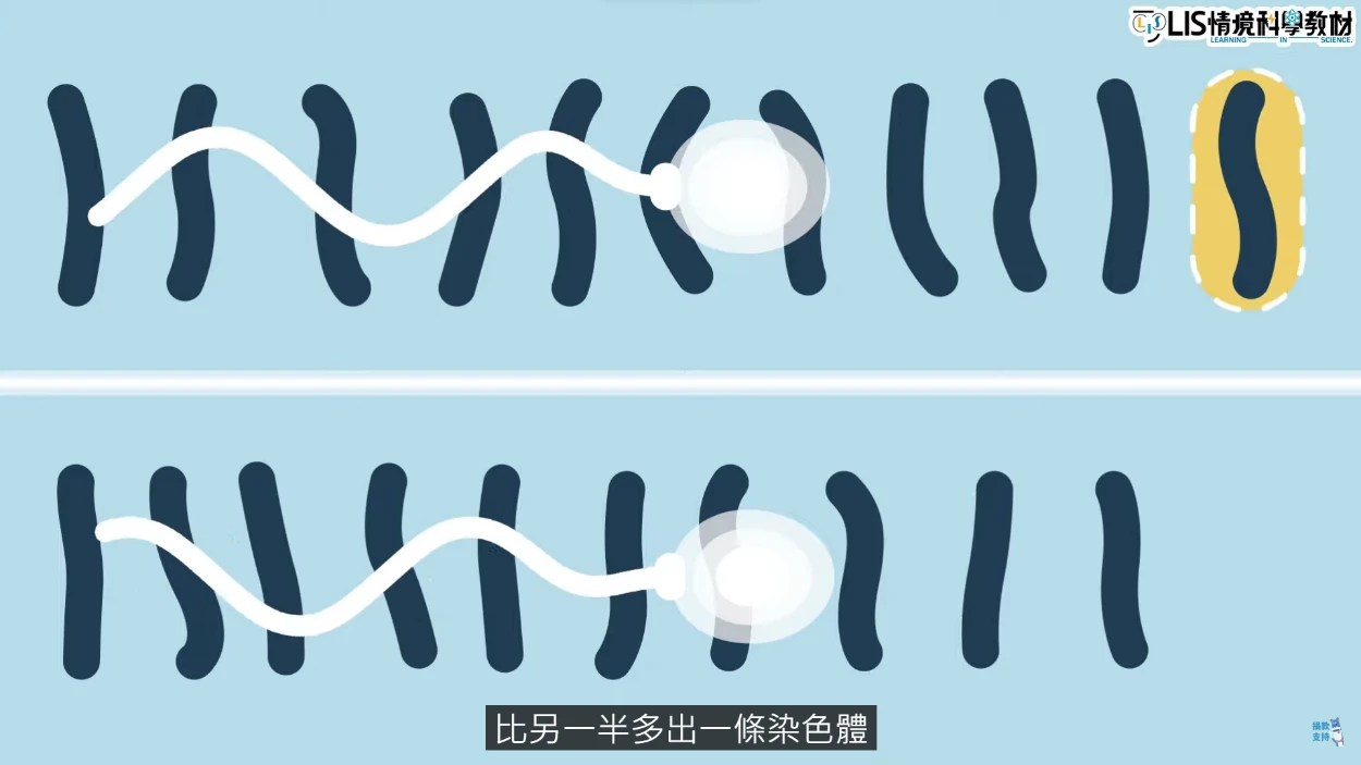 性染色體的聯想與發現