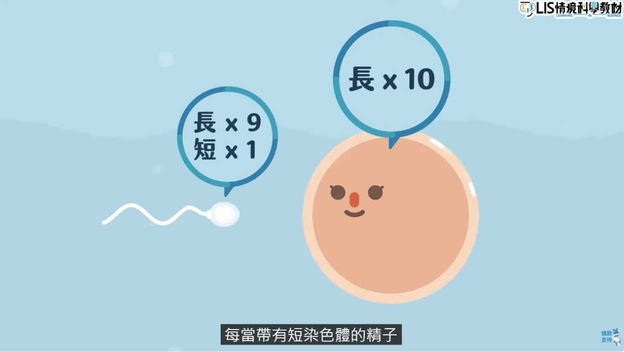 帶有短染色體的精子和卵子結合，受精卵會是雄性的