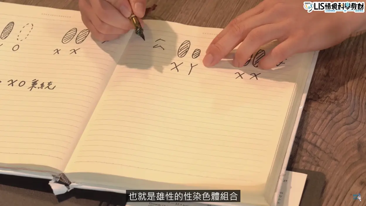 雄性染色體組合