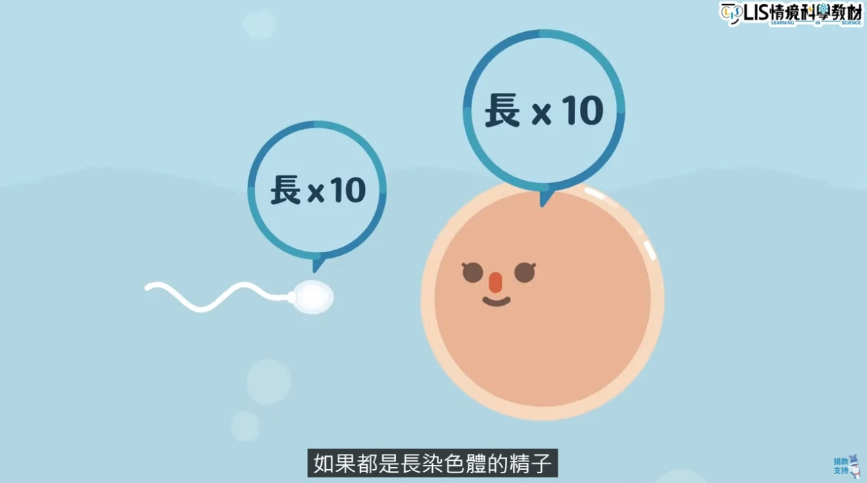 當帶有全部都是長染色體的精子和卵子結合,受精卵會是雌性的